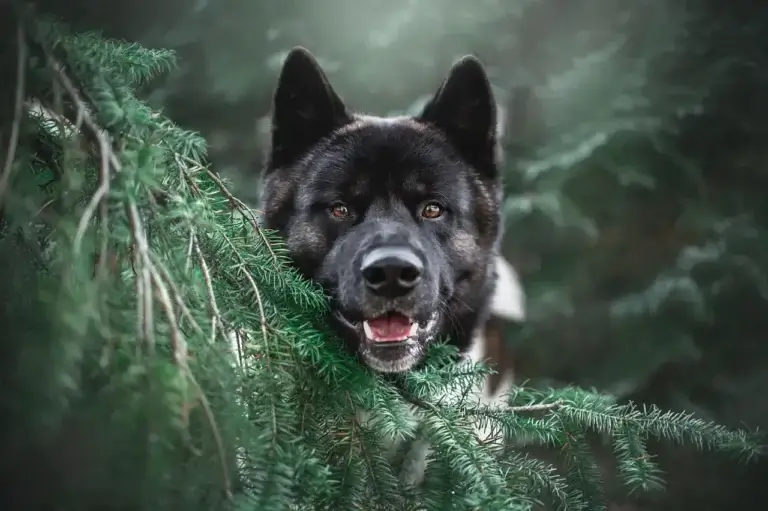 A Influência do Lobo no Comportamento e Temperamento dos Cachorros: O Que Você Precisa Saber
