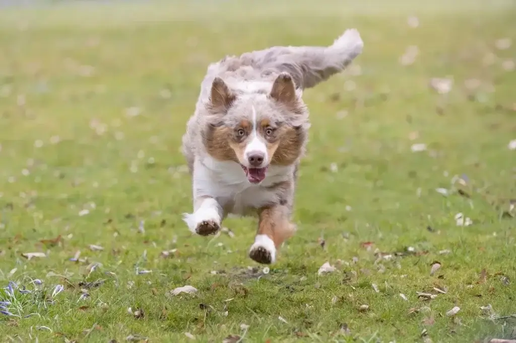Como Escolher a Rampa Ideal para Cachorros