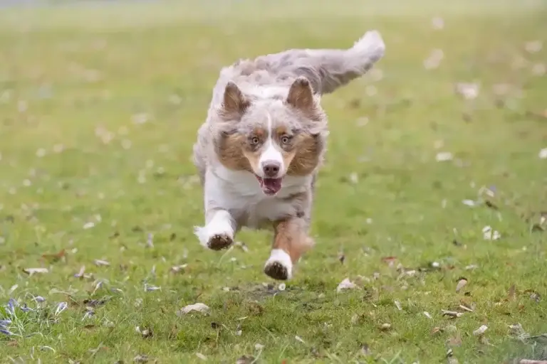Como Escolher a Rampa Ideal para Cachorros
