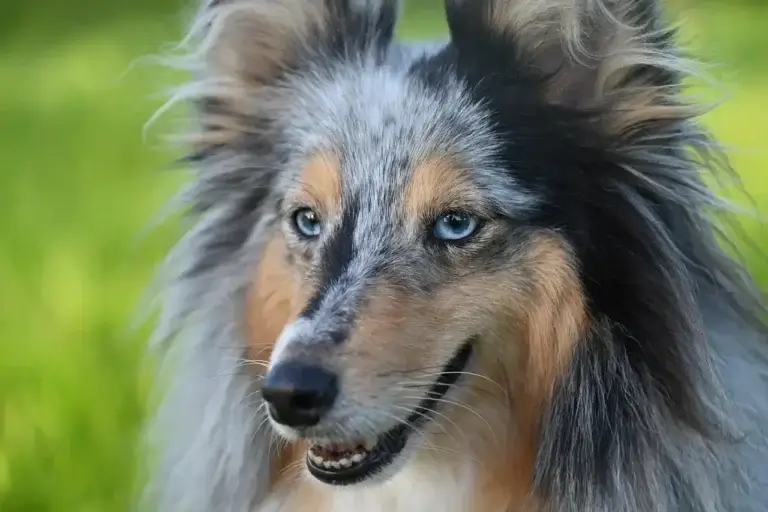 Como Escolher o Melhor Remédio de Verme para Seu Cachorro