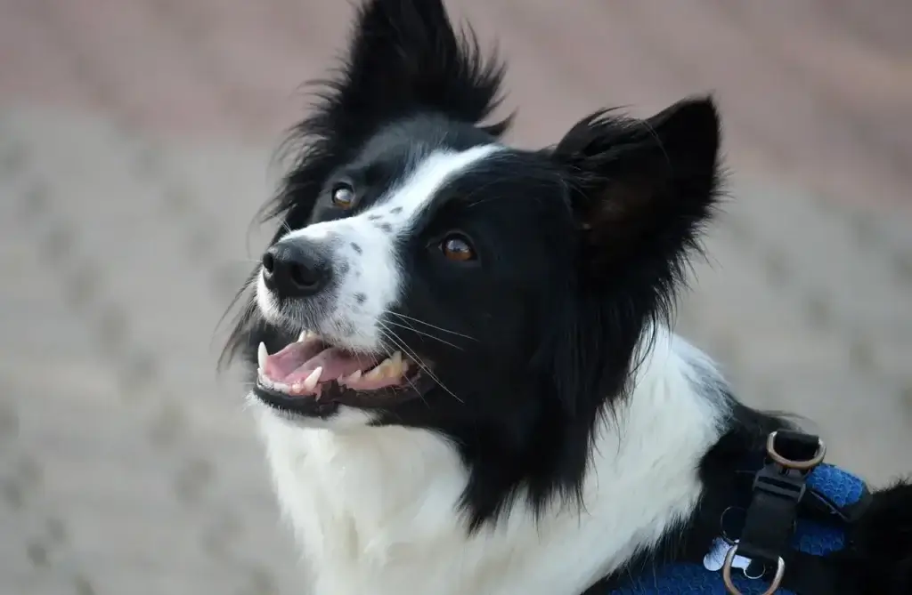 Desvendando os Mistérios do Latido: O Que Seu Cachorro Está Tentando Dizer?