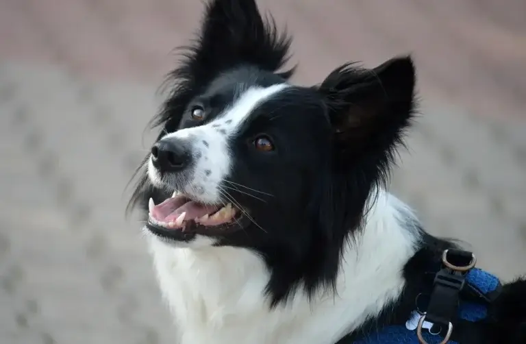 Desvendando os Mistérios do Latido: O Que Seu Cachorro Está Tentando Dizer?