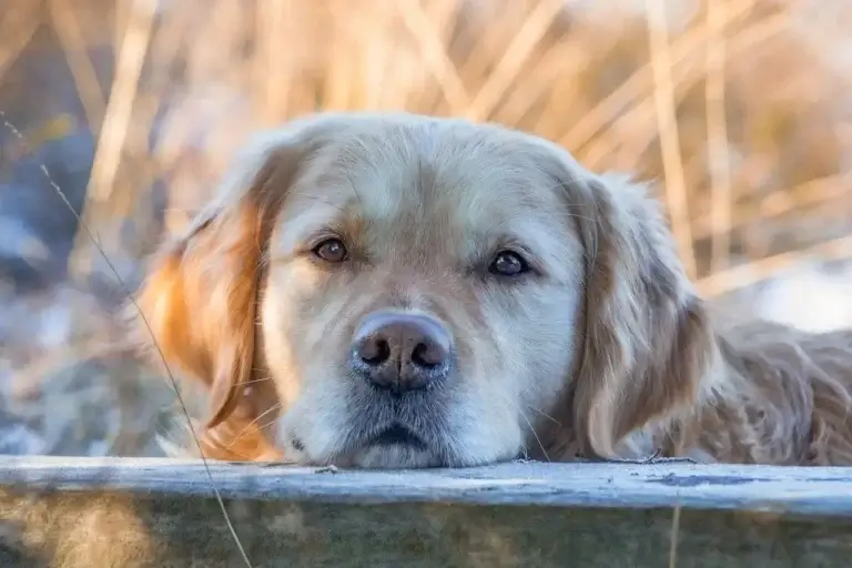 Entendendo o Vômito Espuma Branca em Cachorros: Causas, Sintomas e Tratamentos
