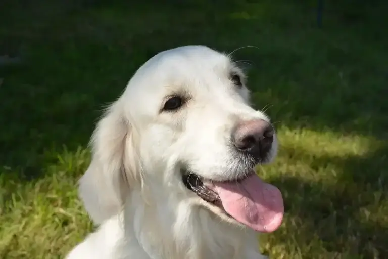 Expectativa de Vida Canina: Fatores que Influenciam os Anos de Vida do Seu Melhor Amigo