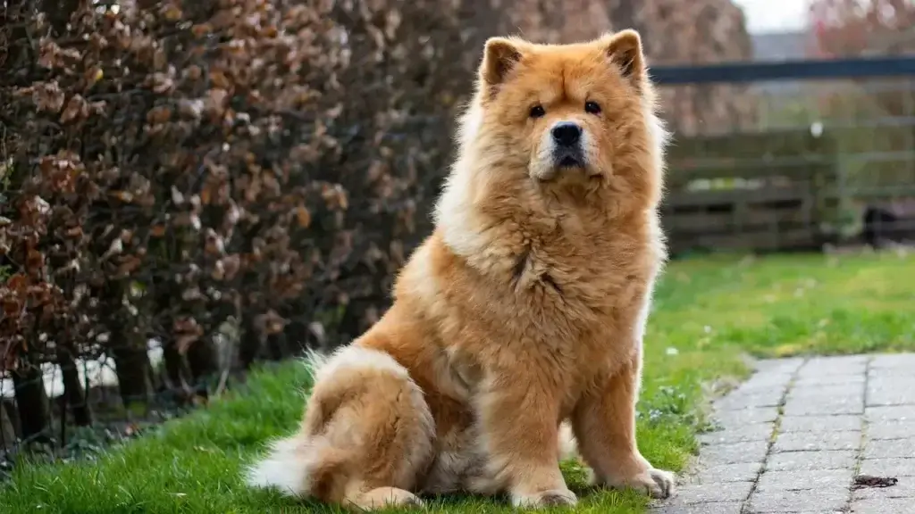 Fraldas para Cachorro: A Solução Prática para a Incontinência Canina
