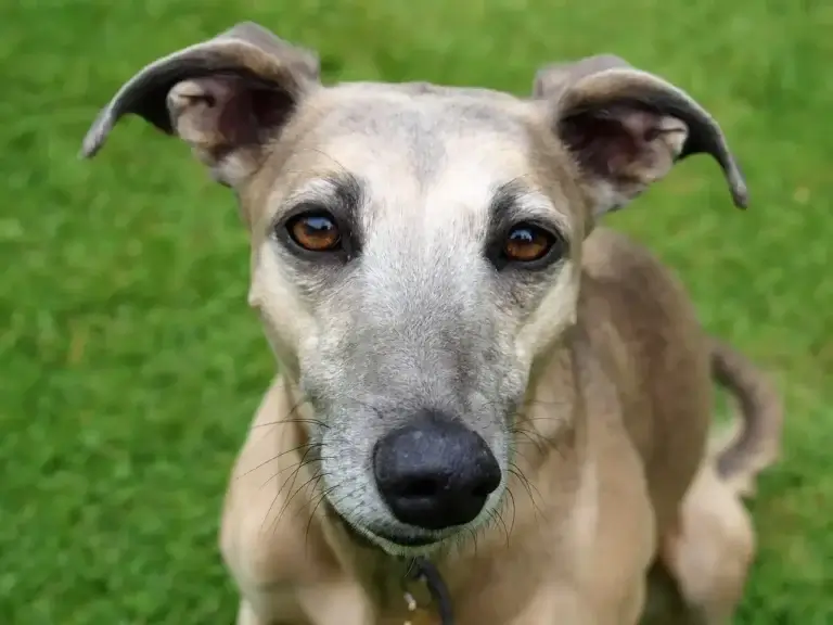 Galgo: O Cão de Corrida que Conquistou Corações
