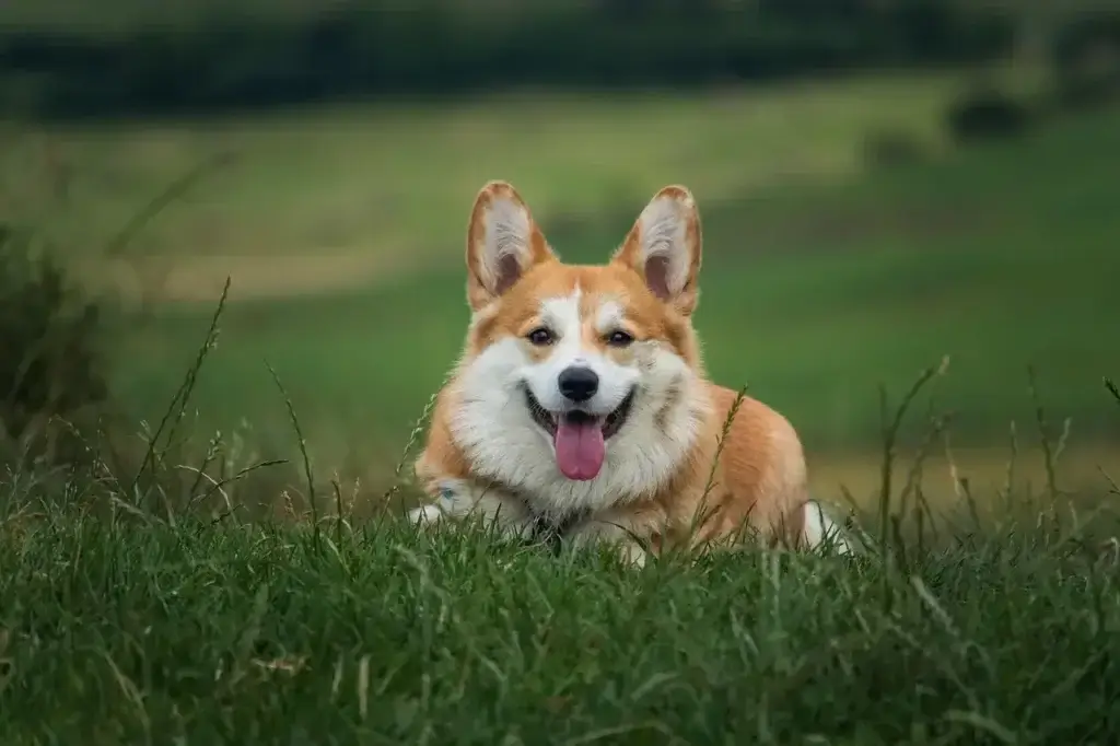 Leishmaniose em Cães: Como Prevenir a Doença e Proteger Seu Melhor Amigo