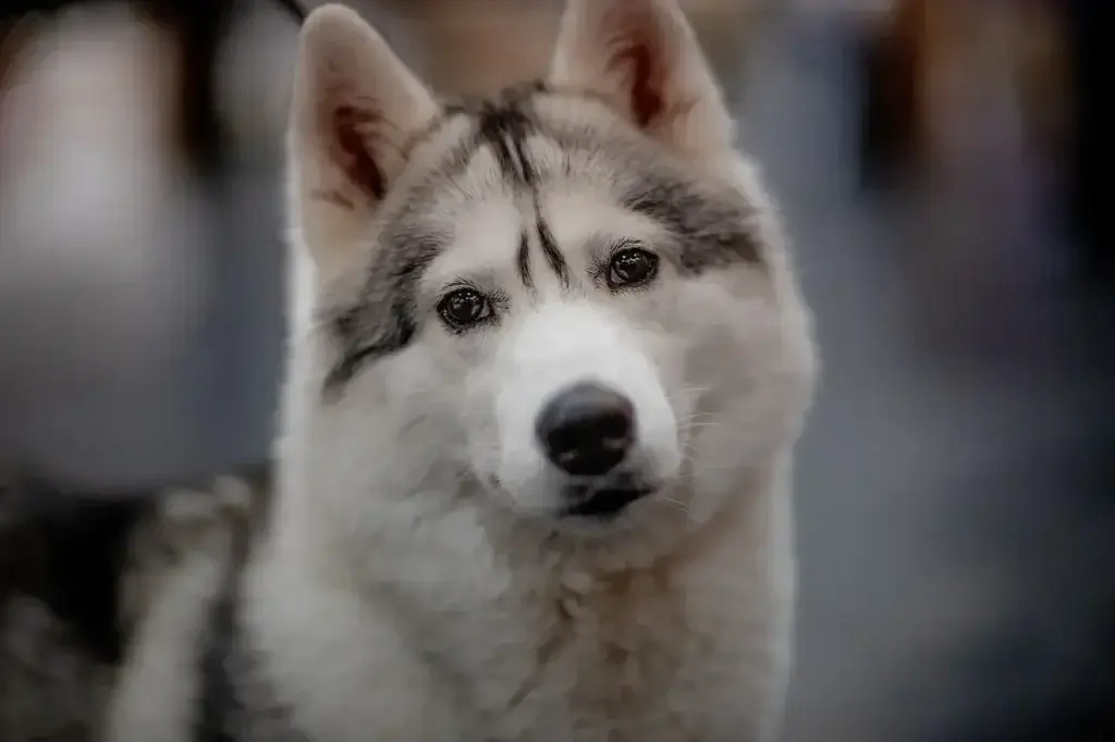 Leptospirose em Cães: Sintomas, Prevenção e Tratamento Essenciais