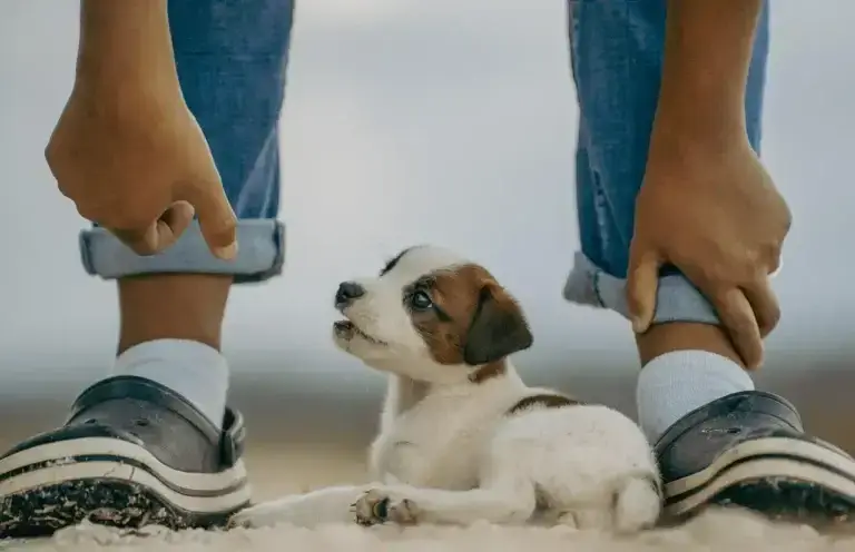 O Que Cachorro Filhote Pode Comer