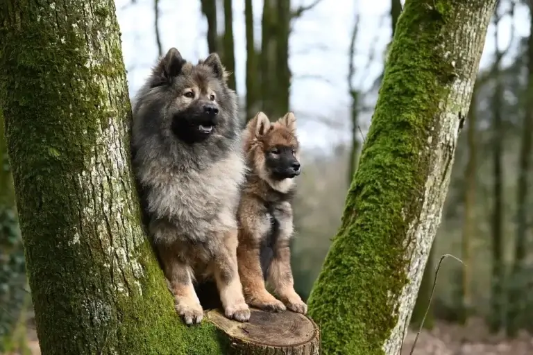 O Que Podemos Aprender com o Lobo Sobre o Comportamento Canino