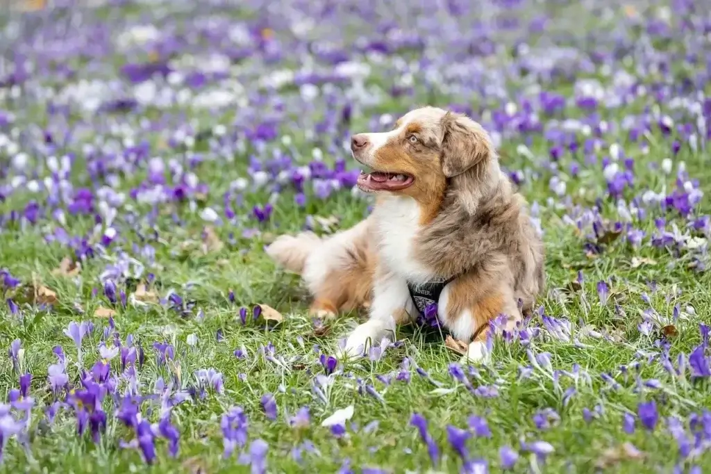 Onde Cachorro Tem Cosquinha: Descubra os Melhores Locais para Fazer seu Pet Sorrir