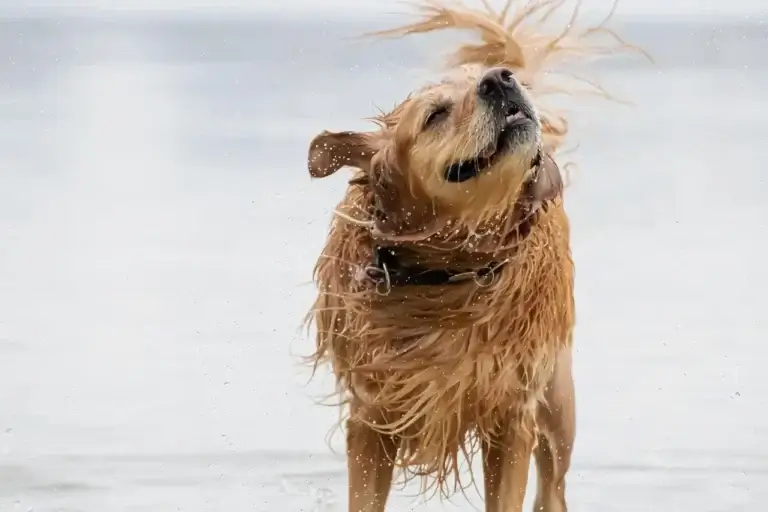 Os Benefícios das Vitaminas para Cachorros: Como Garantir a Saúde do Seu Melhor Amigo