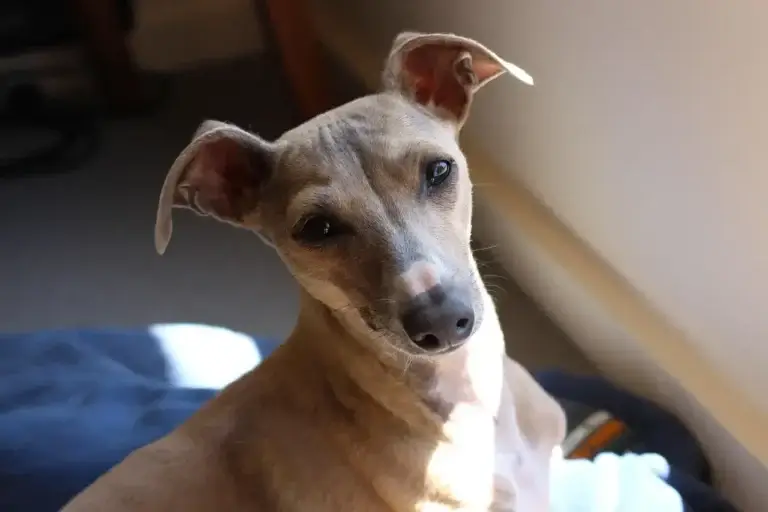 Os Desafios e Benefícios de Cruzar Raças de Cachorros