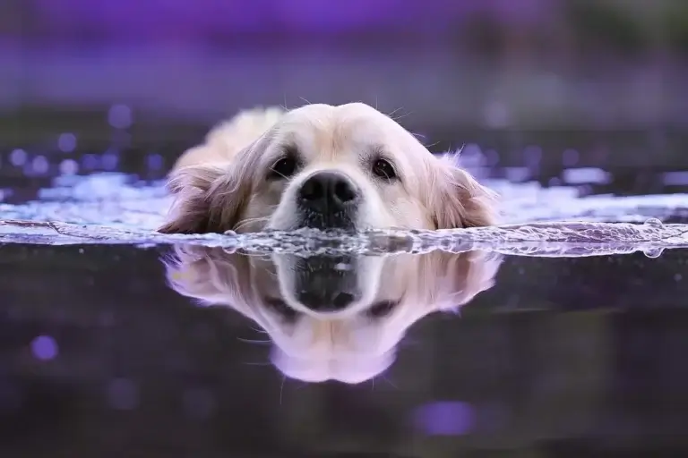 Os Melhores Bebedouros para Cachorros: Como Escolher o Ideal para seu Pet
