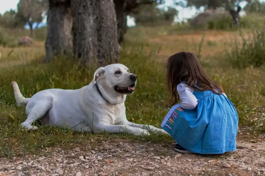 Os Melhores Parques para Cachorros em São Paulo