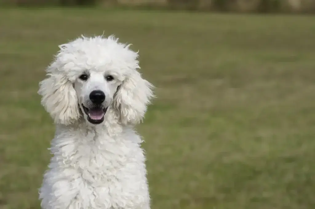 Os Segredos do Poodle: Como Escolher e Cuidar do Seu Companheiro Ideal