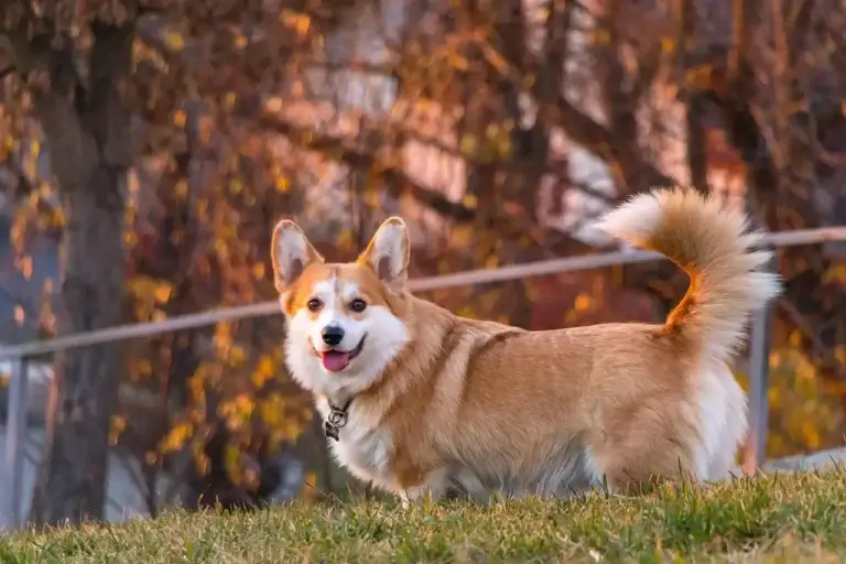 Quando Cachorro Troca de Pelo: Entenda os Ciclos de Mudança e Cuidados Essenciais