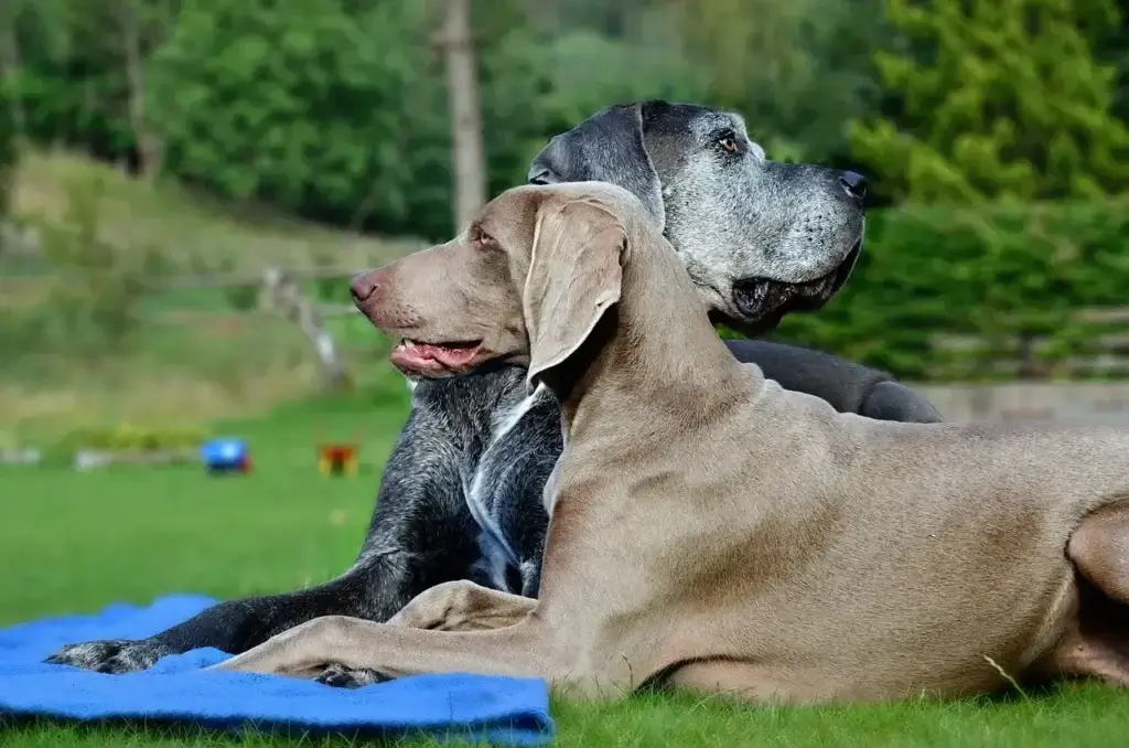 Sarna em Cachorro: Sintomas, Tratamentos e Como Prevenir a Infecção