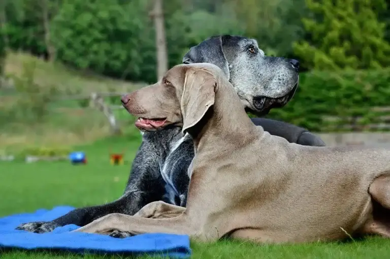 Sarna em Cachorro: Sintomas, Tratamentos e Como Prevenir a Infecção