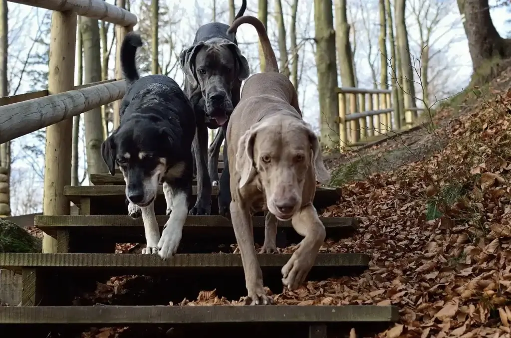 Tudo o que Você Precisa Saber sobre Vermífugos para Cachorros