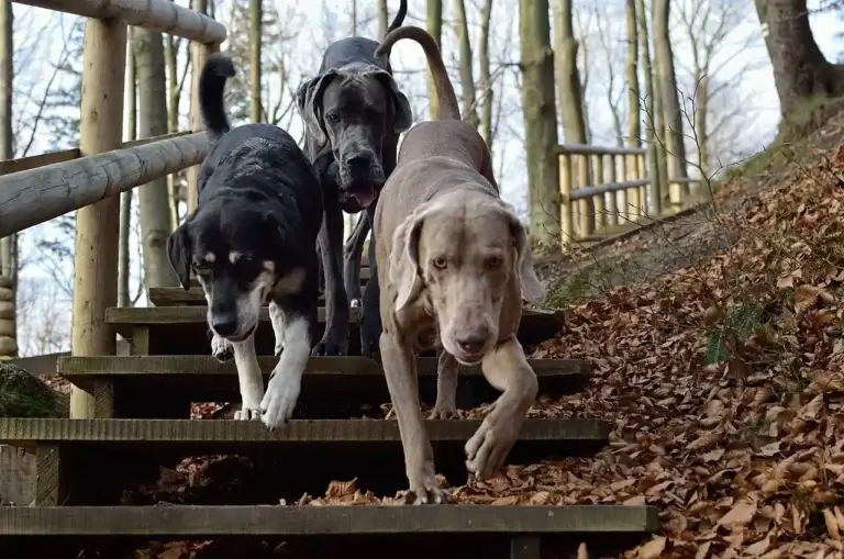 Tudo o que Você Precisa Saber sobre Vermífugos para Cachorros