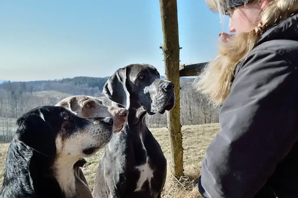 Por Que Cachorros Lambem Feridas Humanas