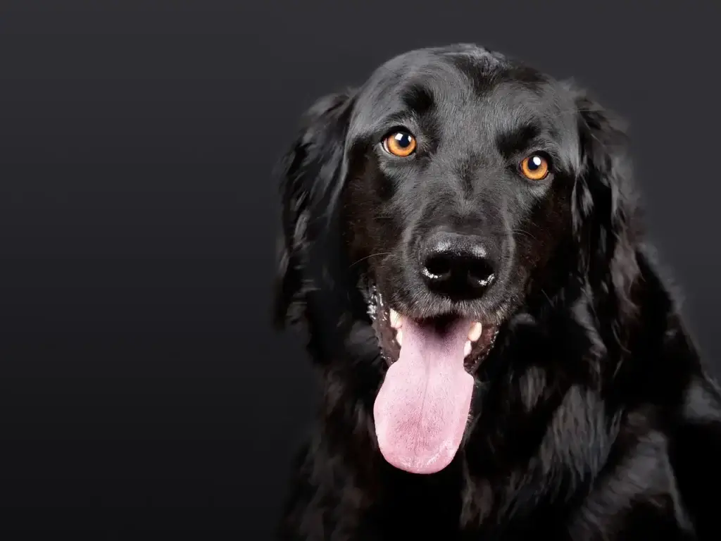 A Ciência por Trás do Sorriso dos Cachorros: O Que Seu Melhor Amigo Está Tentando Dizer?