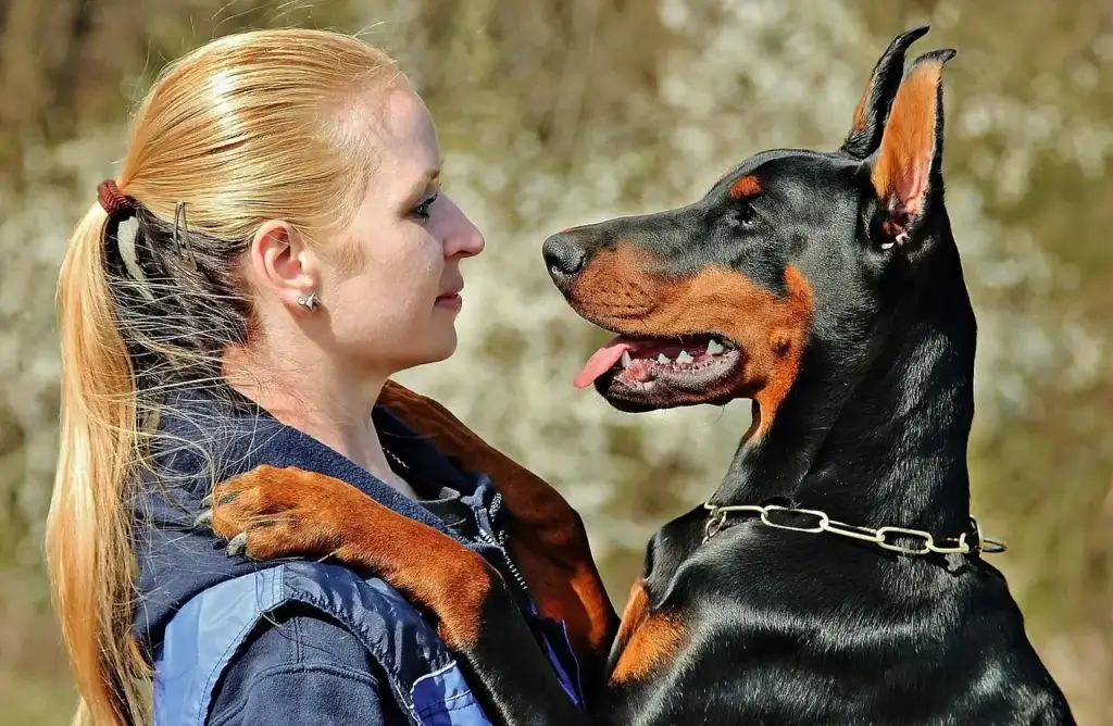 Doberman: Mitos e Verdades Sobre Esta Raça Impressionante 2 Bicho de estimação Cão