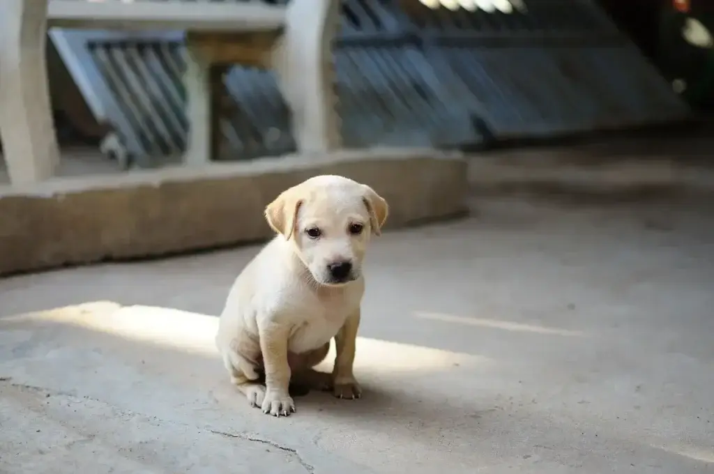 Cachorro Sem Apetite: Causas Comuns e Como Estimular o Interesse pela Comida