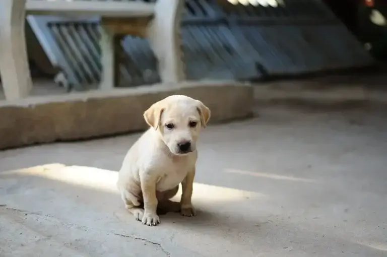 Cachorro Sem Apetite: Causas Comuns e Como Estimular o Interesse pela Comida