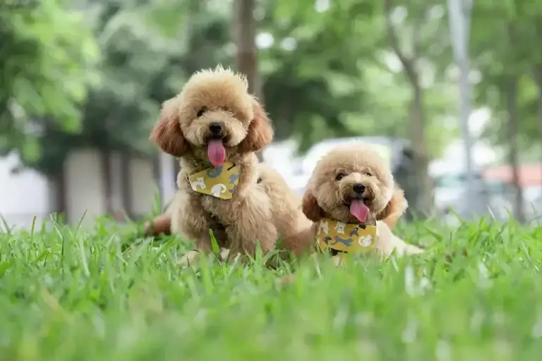 Cachorros Hipoalergênicos: A Escolha Ideal Para Quem Busca um Companheiro que Não Solta Pelo