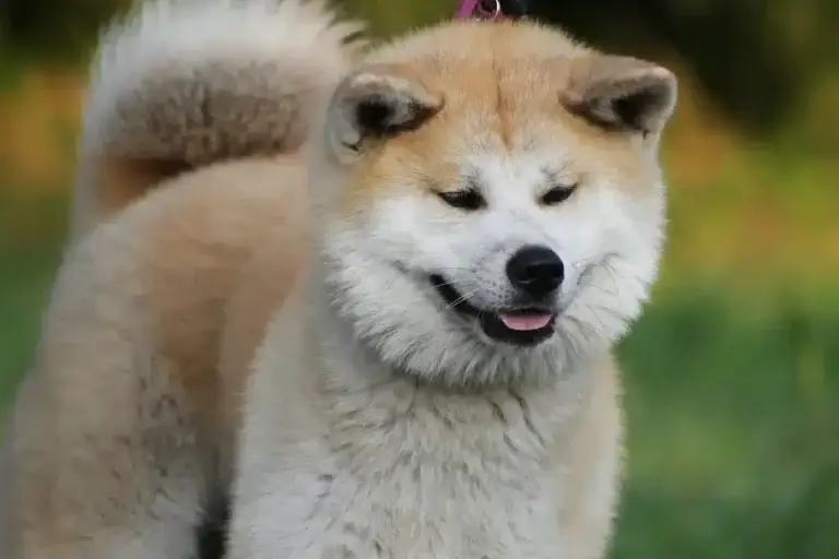 Como Adestrar Cachorro Akita: Dicas Práticas para um Treinamento Eficaz e Amoroso