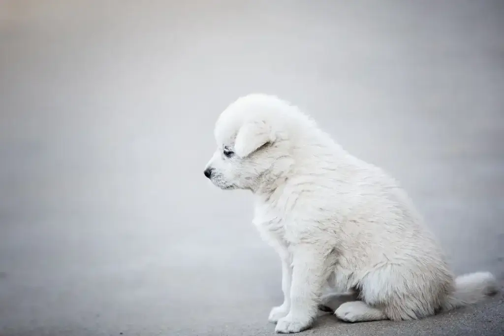 Como Escolher a Escada Ideal para Facilitar o Acesso do Seu Cachorro a Locais Elevados