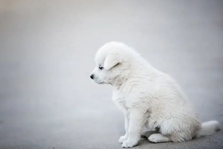 Como Escolher a Escada Ideal para Facilitar o Acesso do Seu Cachorro a Locais Elevados