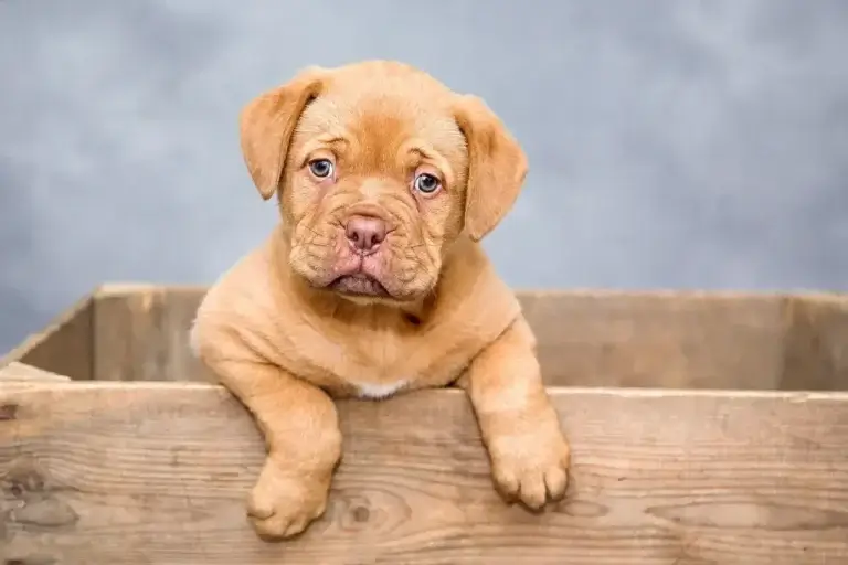 Descubra Onde Seu Cachorro Pode Pegar Fungos e Como Proteger a Saúde Deles