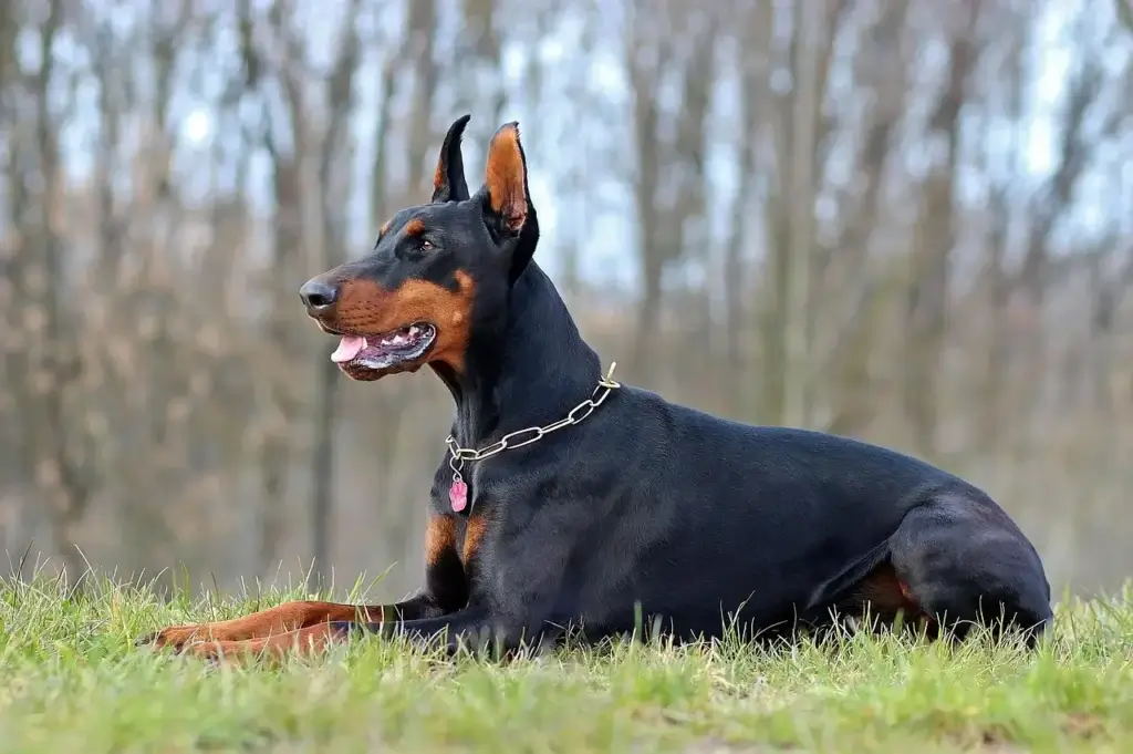 Doberman é Bravo? Entenda o Comportamento Dessa Raça Poderosa!