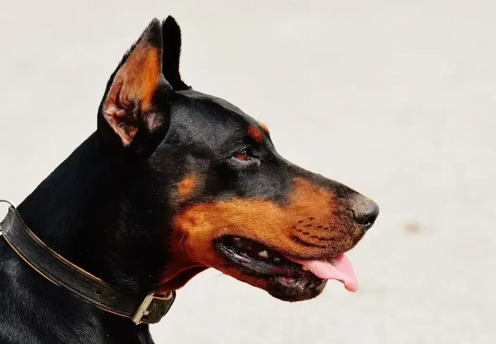 Guia Completo para Cuidar do Seu Doberman Filhote: Dicas de Treinamento e Saúde