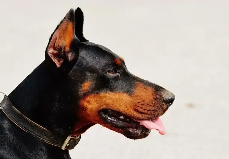 Guia Completo para Cuidar do Seu Doberman Filhote: Dicas de Treinamento e Saúde