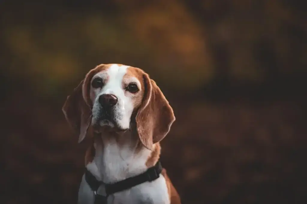 Os Melhores Calmantes Naturais para Cachorros: Como Escolher o Ideal para Seu Pet