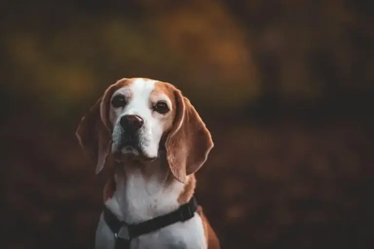 Os Melhores Calmantes Naturais para Cachorros: Como Escolher o Ideal para Seu Pet