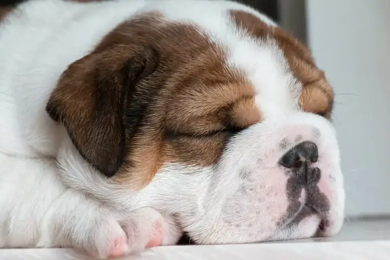 Por Que Meu Cachorro Dorme Tanto? Entenda os Motivos e Cuidados Necessários