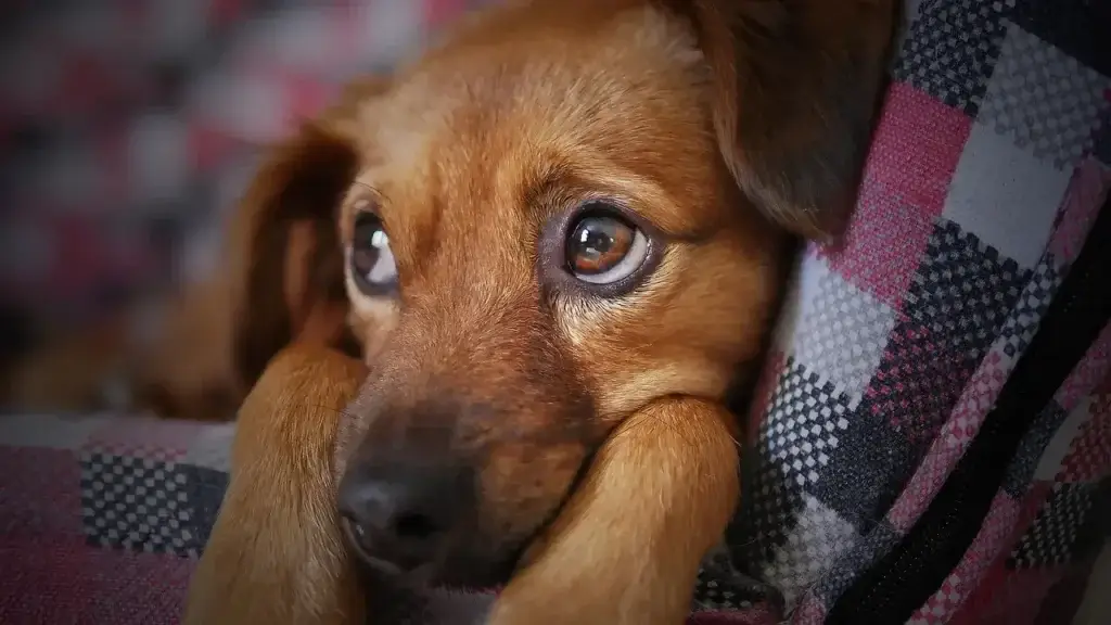 Vacinas para Cachorros: O Guia Completo para Proteger Seu Melhor Amigo