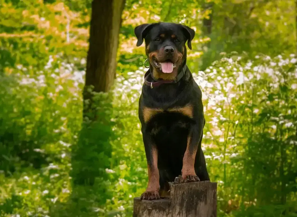 Rottweiler Alemão: 5 Dicas para Cuidar do Seu Melhor Amigo