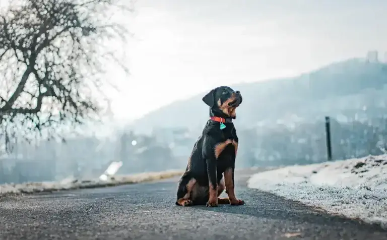 Rottweiler Americano: 5 Fatos Surpreendentes que Você Precisa Saber