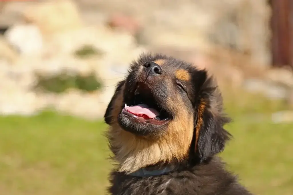 Dicas e Cuidados Essenciais para Cães | Universo Canino 1 Dicas e Cuidados: Seu Guia Completo para o Bem-Estar Canino
